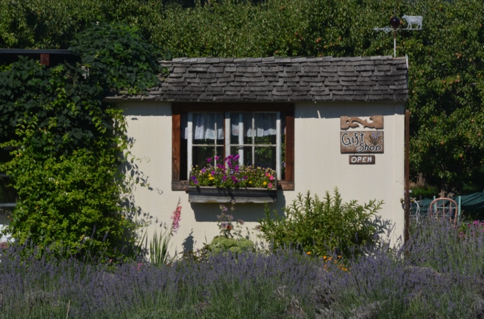 a little hut at a lavender field farm